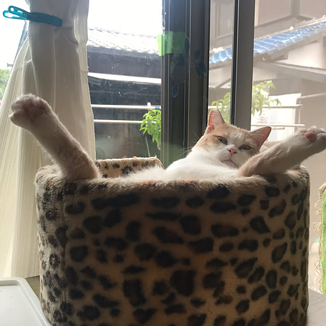 kou-kitiさんの実例写真
