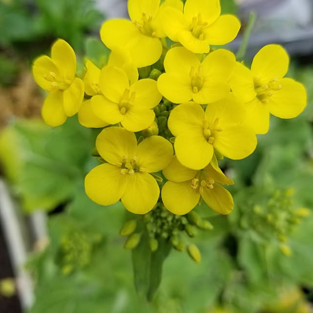 midoriさんの実例写真
