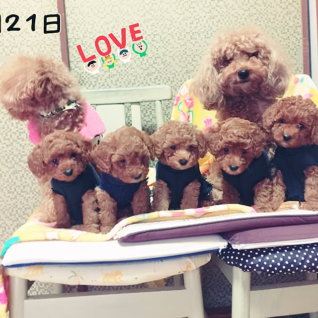 sei.kan.hide.chiyoさんの実例写真