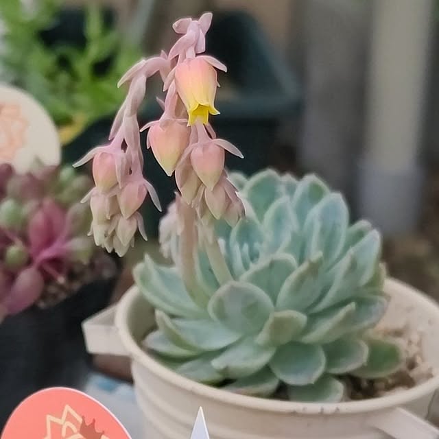 eriponさんの実例写真