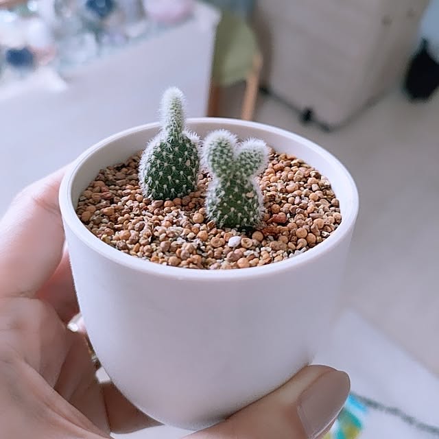 cocomintさんの実例写真