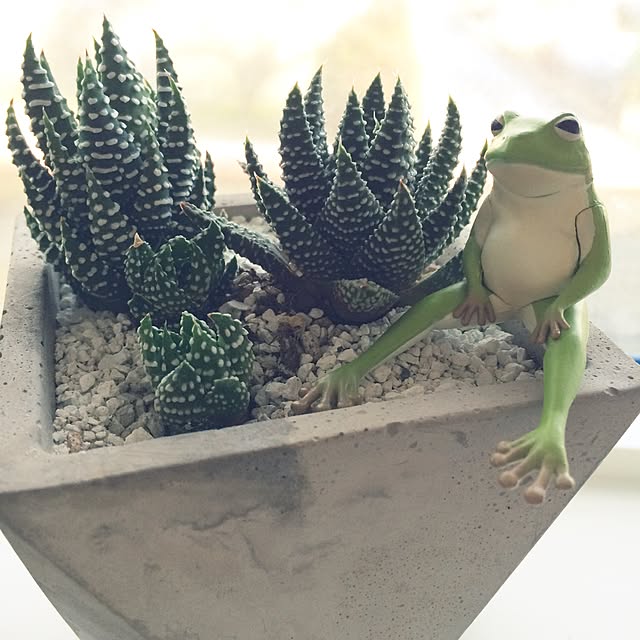 riakanaさんの実例写真