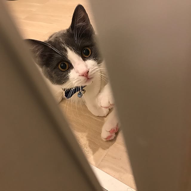 atushiさんの実例写真