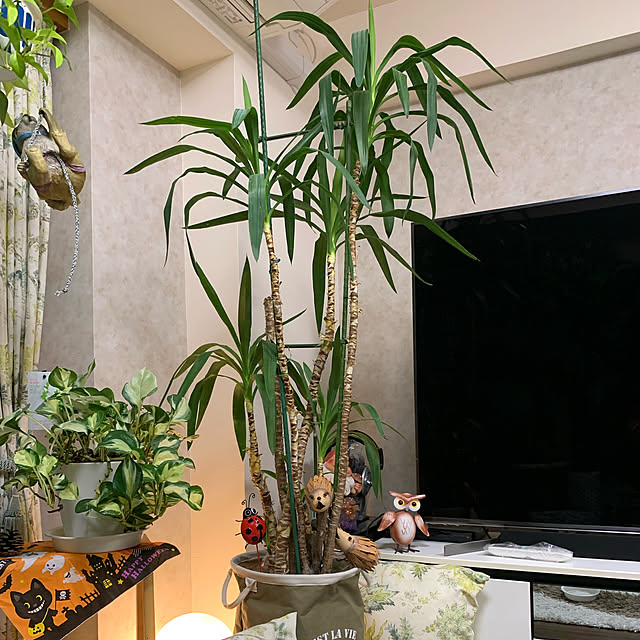 Aqettyさんの実例写真