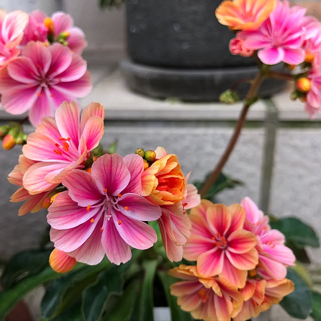 tsuyopipさんの実例写真