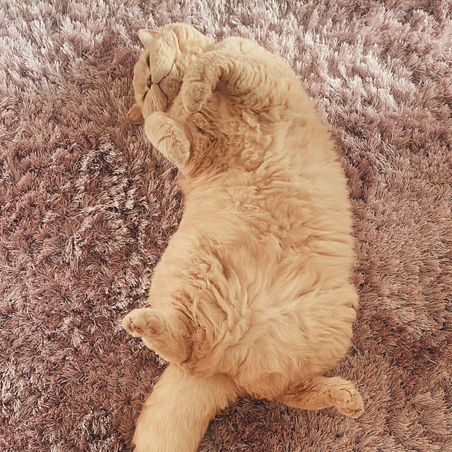 naokoさんの実例写真
