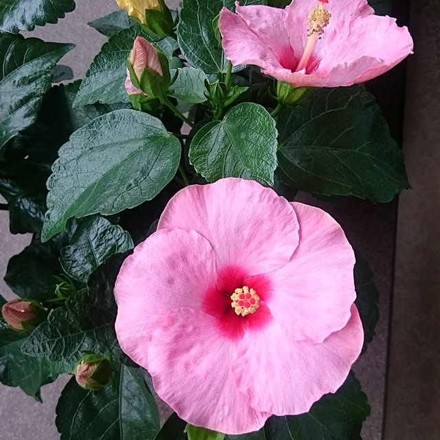 tomiyumiさんの実例写真