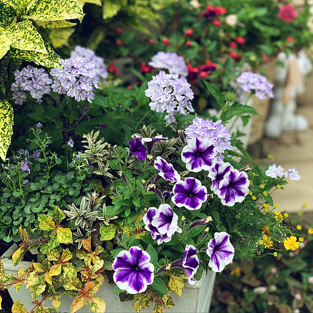 yukarin-gardenさんの実例写真