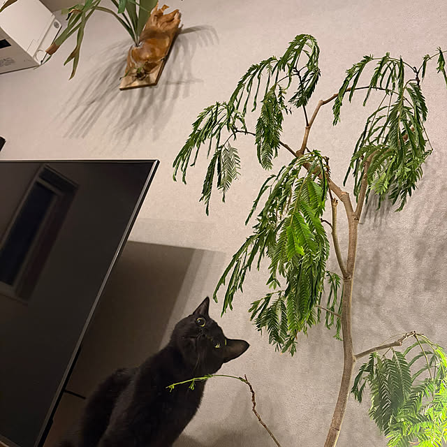ma.さんの実例写真