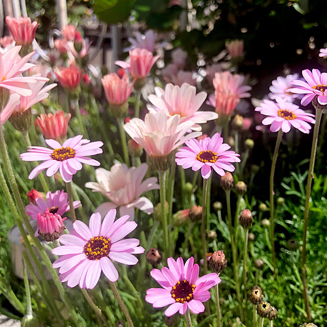tomoさんの実例写真