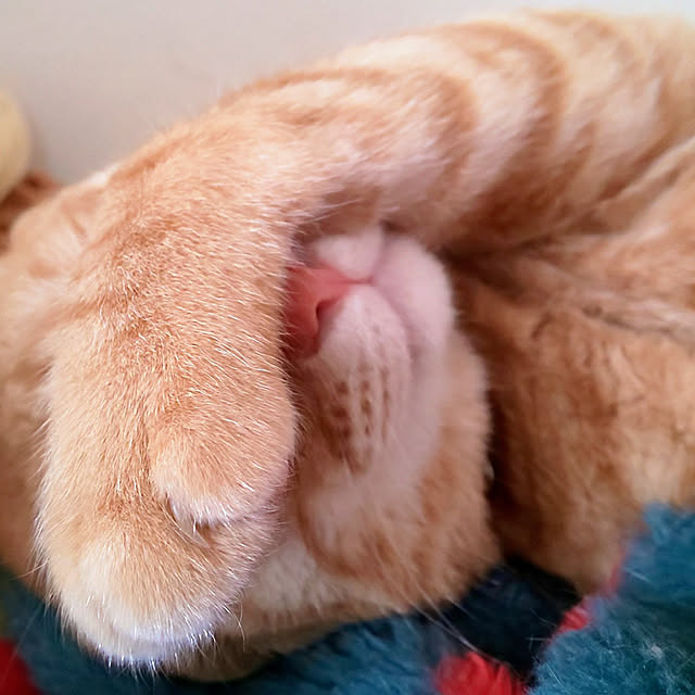 kiyohima229さんの実例写真