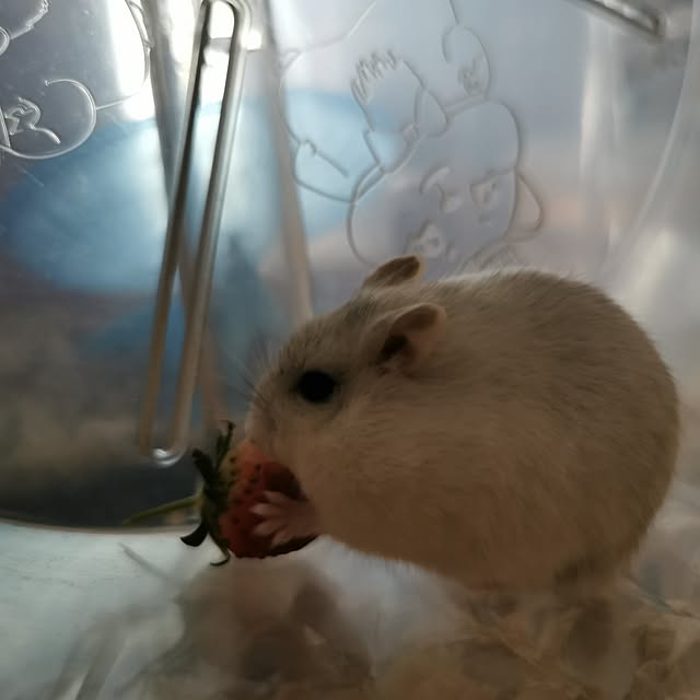 hosiさんの部屋