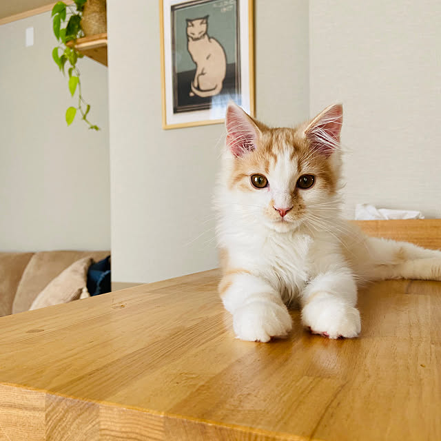 miwaさんの実例写真
