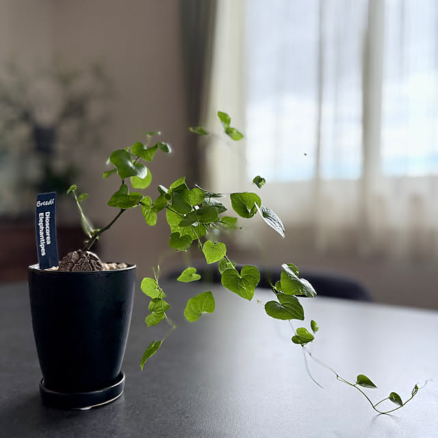 nao.naoさんの実例写真