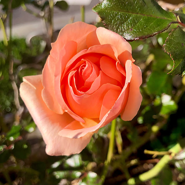 tomoさんの実例写真