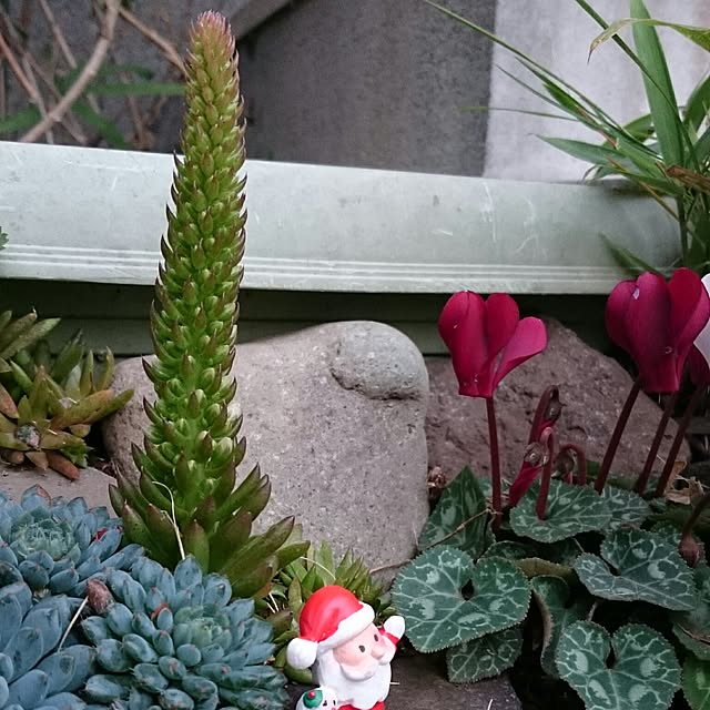 aomonさんの実例写真