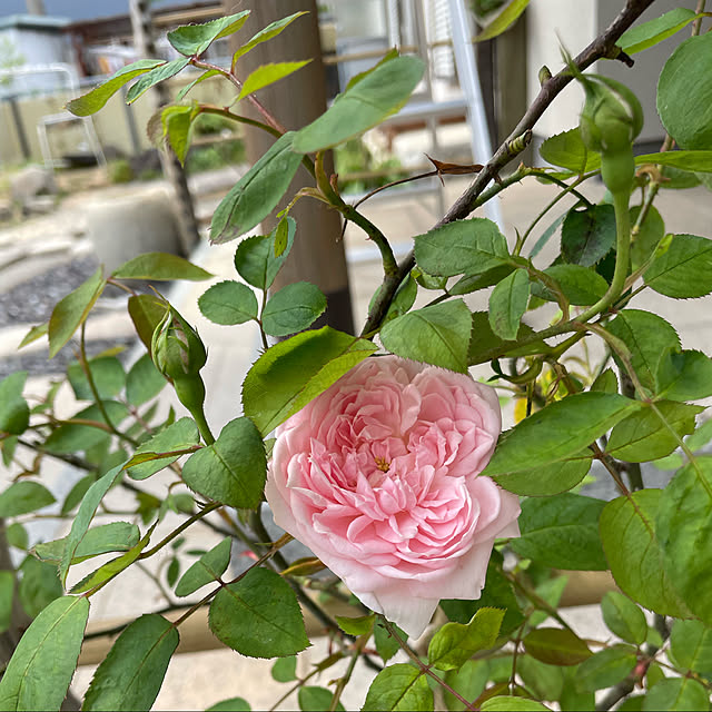 mamiさんの実例写真