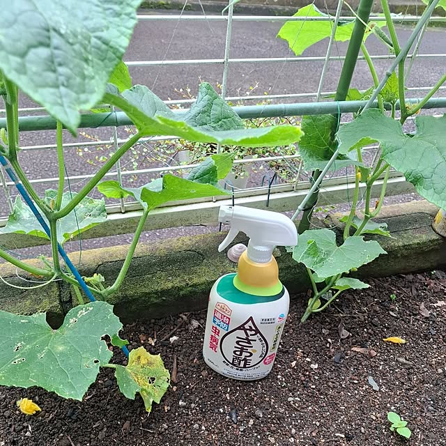 midoriさんの部屋