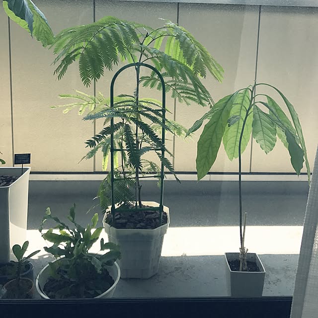 powakyonさんの実例写真