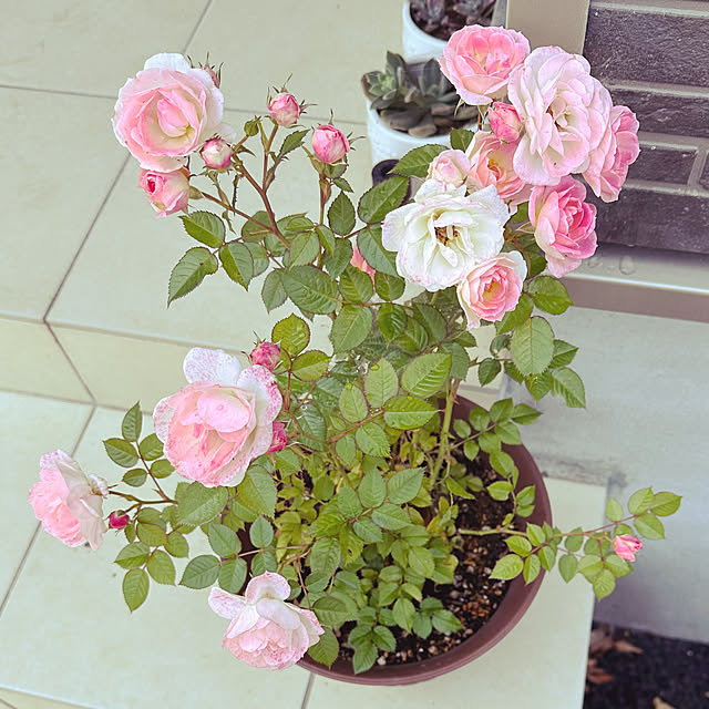 Hさんの実例写真