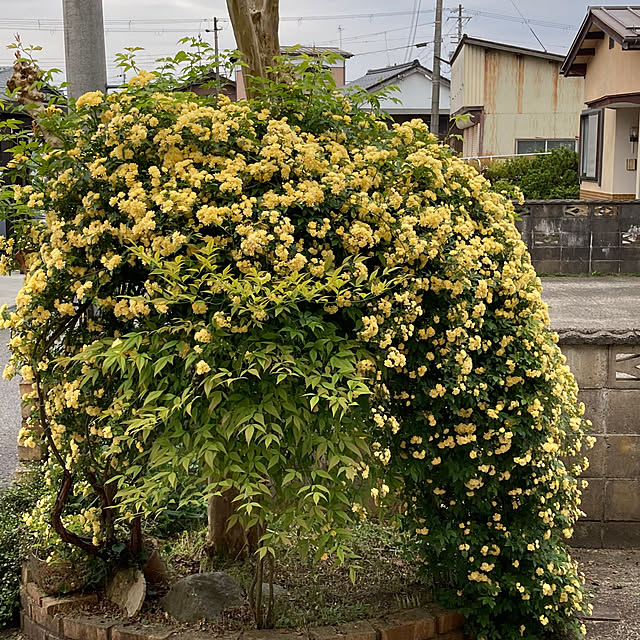 実例写真