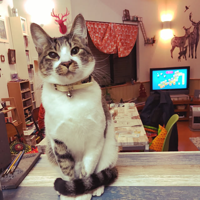 jijiさんの実例写真