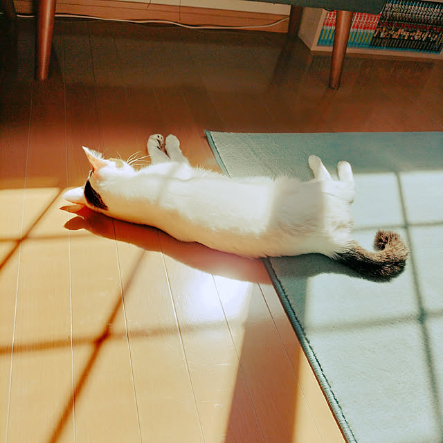 mikimouseさんの実例写真