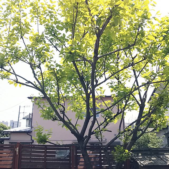 makiさんの実例写真