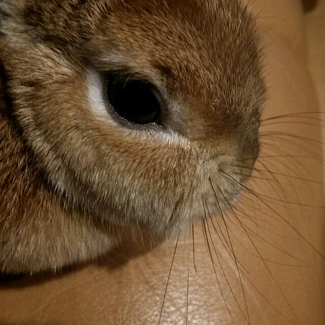 acaさんの実例写真
