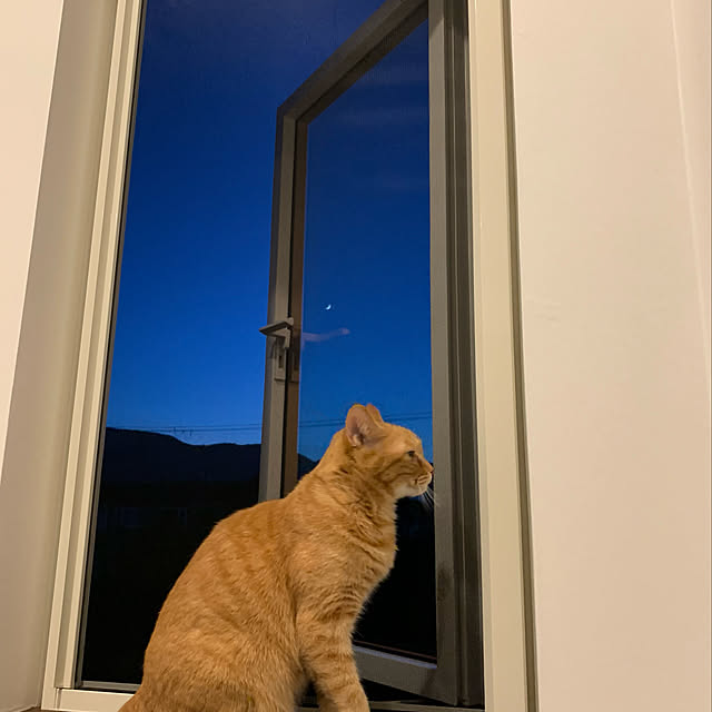 mikeume7さんの実例写真
