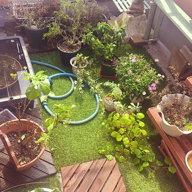 観葉植物/多肉植物/ガーデニング/玄関/入り口のインテリア実例 - 2019-03-27 00:25:27