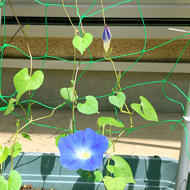 eshinobumさんの部屋