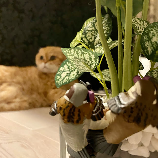 Mahoさんの実例写真