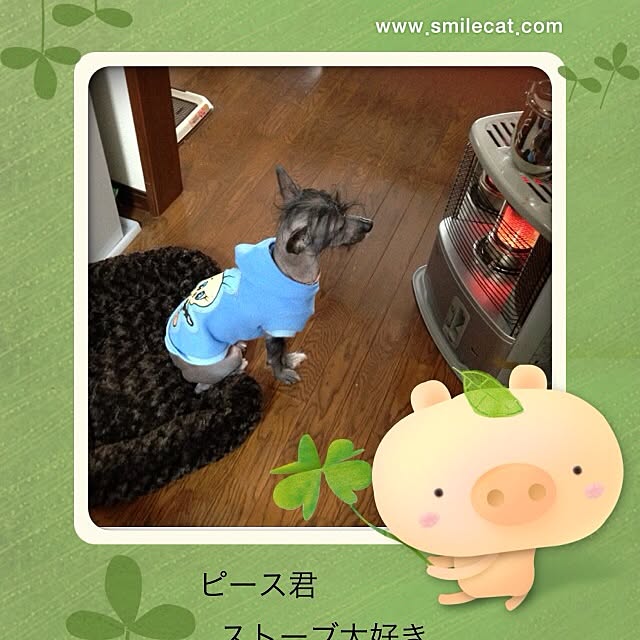 実例写真