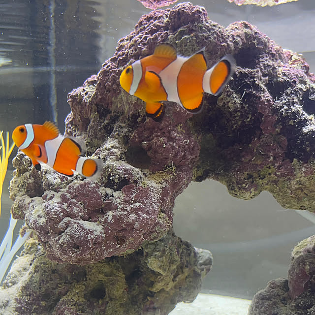 Kaaaaminさんの実例写真
