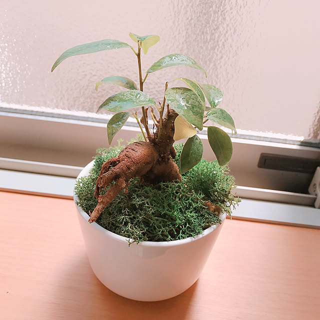 mikさんの実例写真