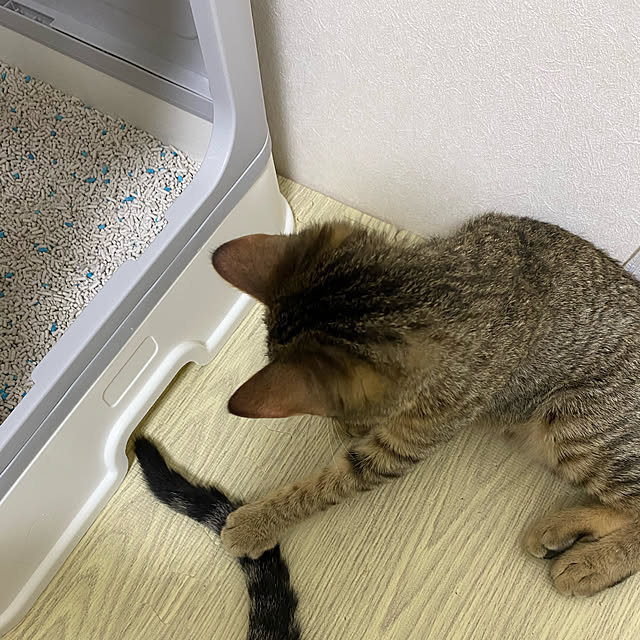 実例写真