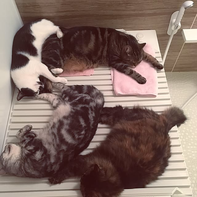 mikomaruさんの実例写真