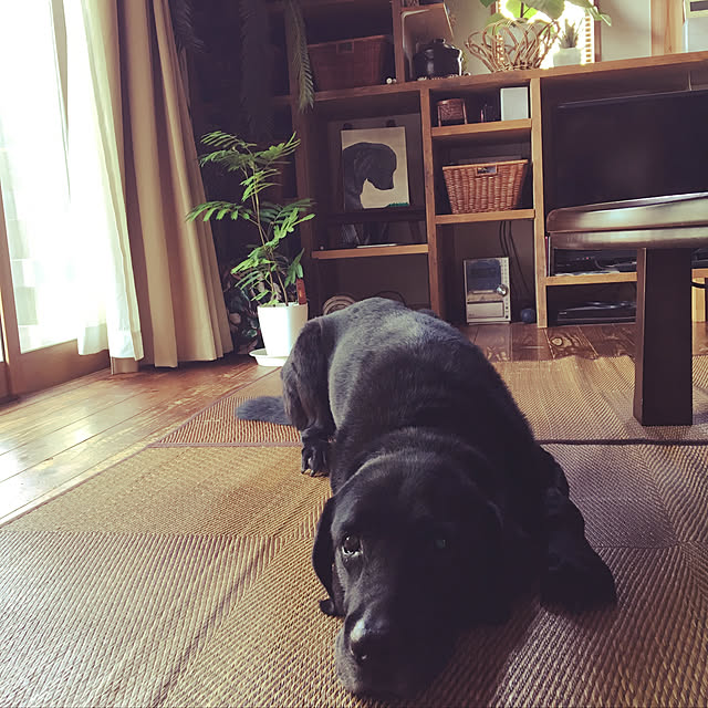 maimaiさんの実例写真