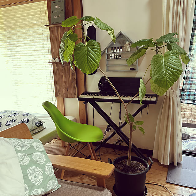部屋全体/ウンベラータ/シンボルツリー/ハンドメイド/DIY...などのインテリア実例 - 2024-09-02 15:04:56