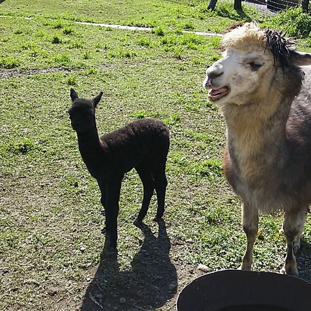 ayuminさんの実例写真