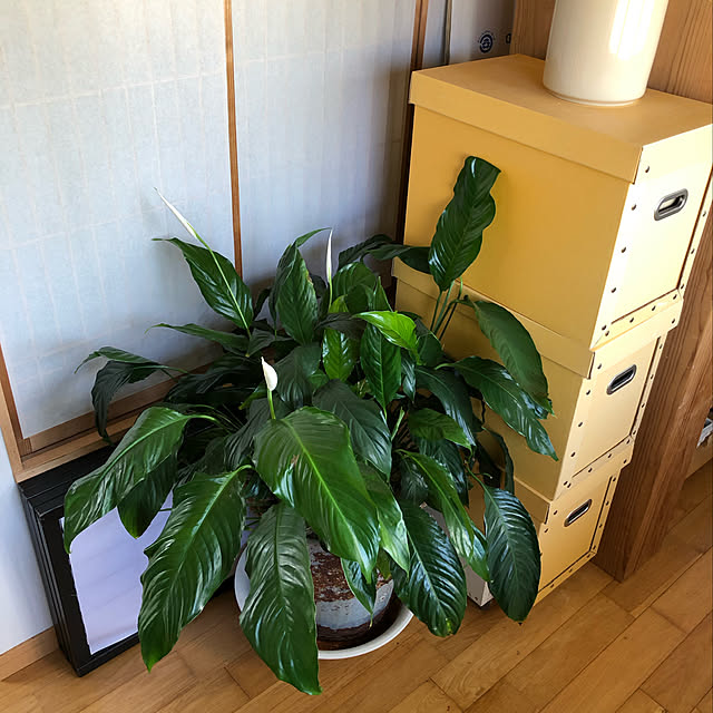 fusaさんの実例写真