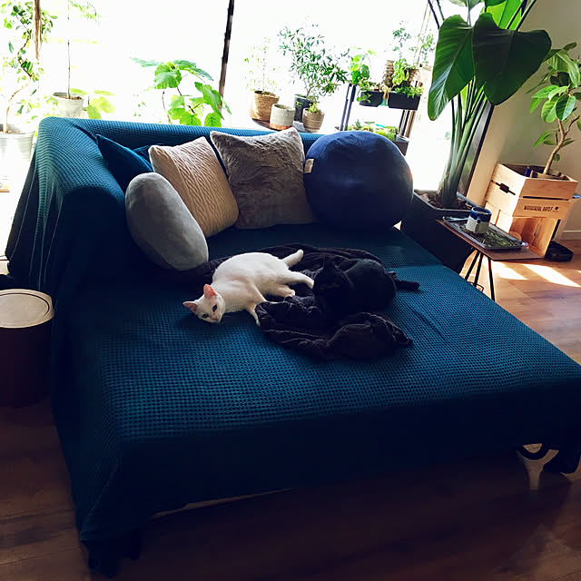 Yukinekoさんの実例写真