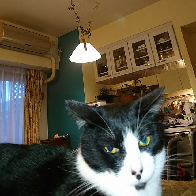 okyosan101さんの実例写真