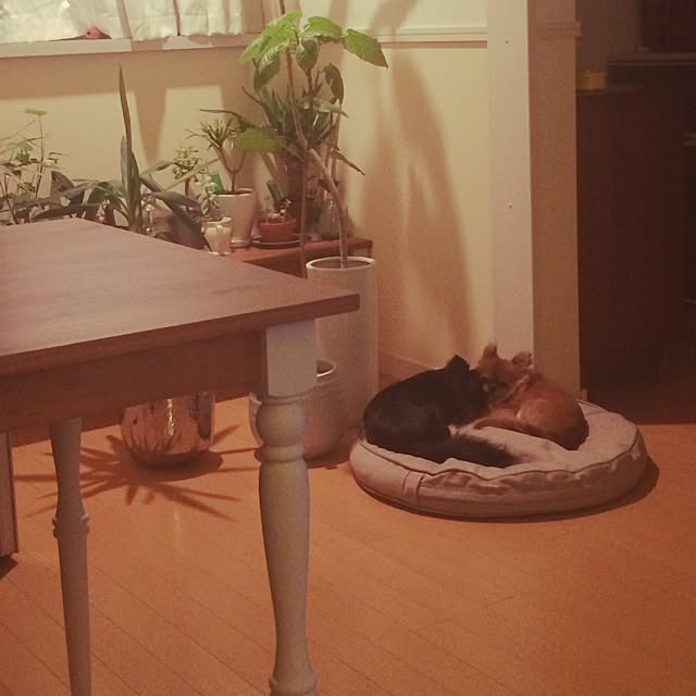 kukuruさんの実例写真