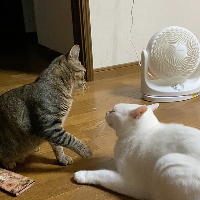 junjunさんの部屋