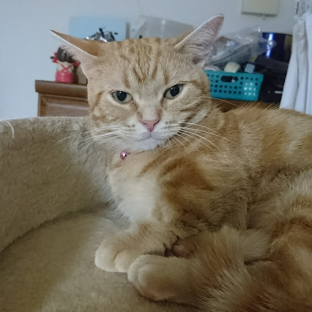 shinobuさんの実例写真