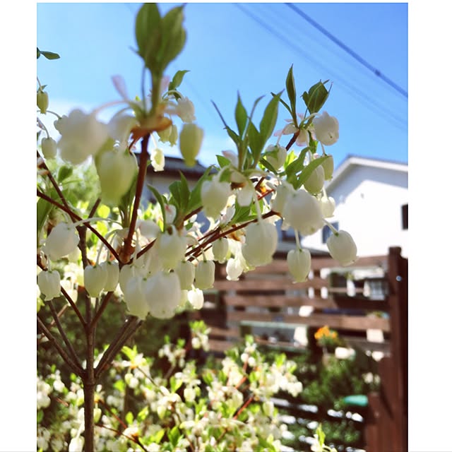 mintcatさんの実例写真