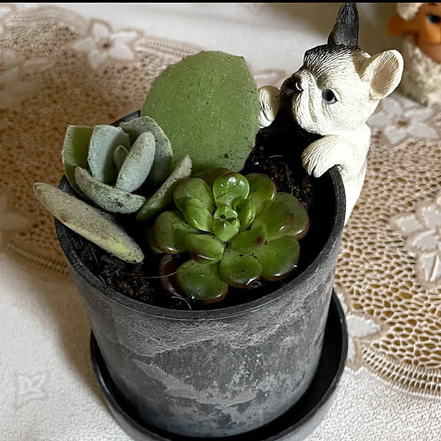 棚/多肉植物寄せ植え/ハンドメイド/シンプル/すっきり暮らすのインテリア実例 - 2025-04-18 15:39:36