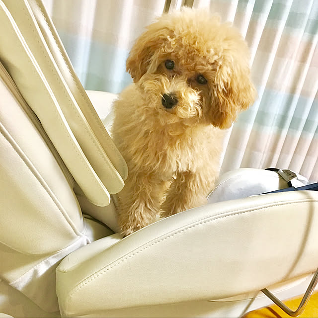 MARIRINさんの実例写真